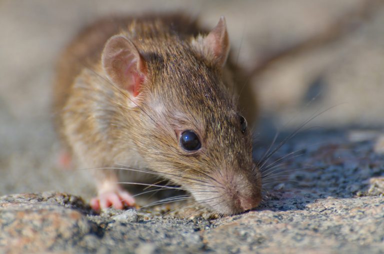 closeup-selective-focus-shot-brown-rat-concrete-ground-scaled
